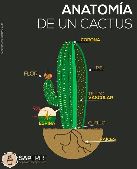Las compañeras de nuestras fuchsias | página 4. ¿Cuáles son las partes del cactus y qué funciones tienen ...