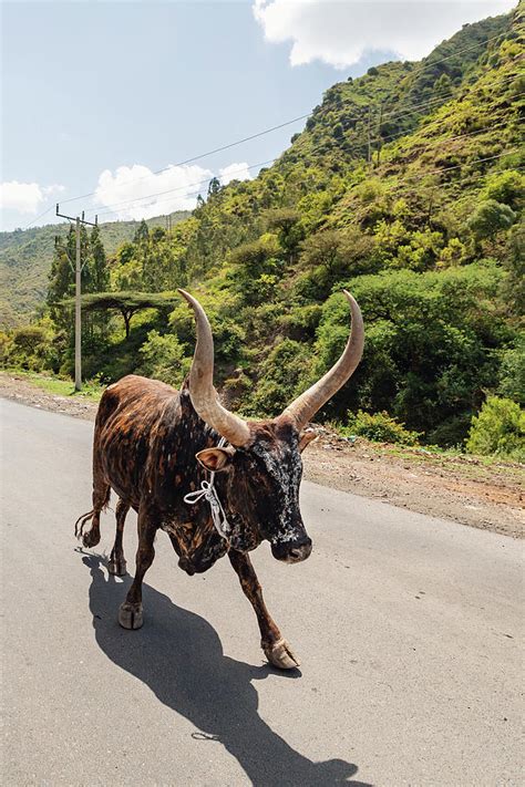 Ethiopian Cattle On The Road Amhara Ethiopia Photograph By Artush