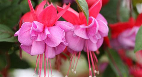 Growing Fuchsia Plant How To Grow Fuchsia In A Pot Fuchsia Care