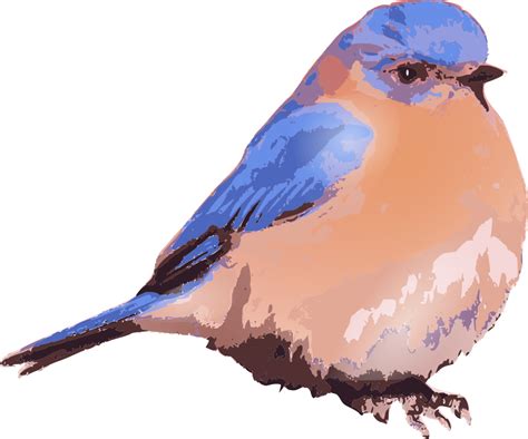 Onlinelabels Clip Art Eastern Bluebird