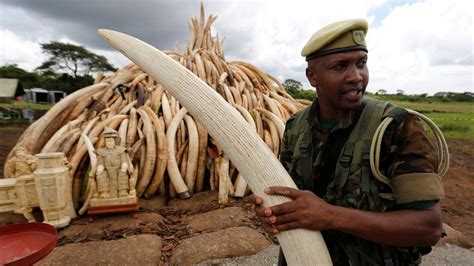 Kenyas Ivory Inferno Does Burning Elephant Tusks Destroy Them Bbc News