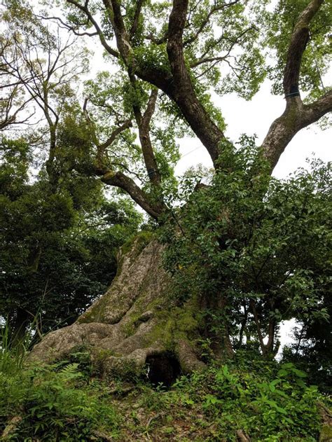 Giant Camphor Tree Of Tsukazaki Teamlab