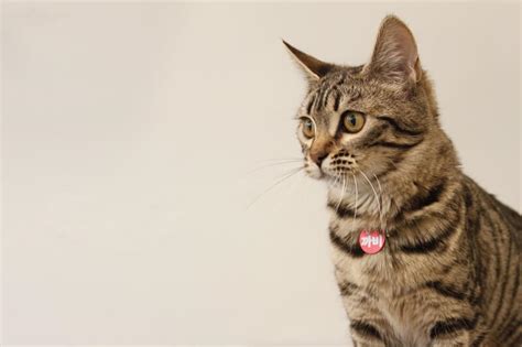 The study entailed 12 animals from among dogs and cats referred to the endoscopy laboratory. Megaesophagus in Dogs
