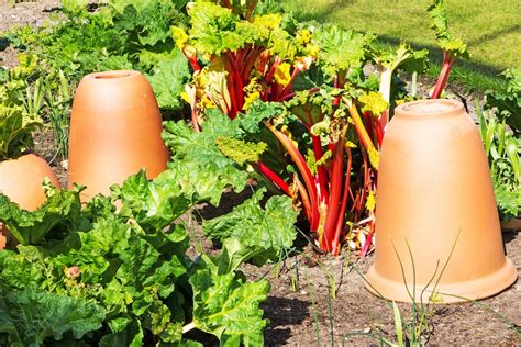 How To Grow Rhubarb The English Garden