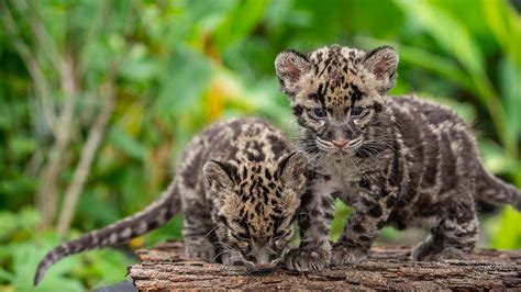 Pittsburgh Zoos New Twin Clouded Leopard Cubs Get Names