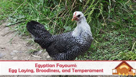 Egyptian Fayoumi Egg Laying Broodiness And Temperament The Happy
