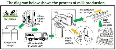 Milk Production Task 1 Academic Ielts Report Sample Ielts Practiceorg