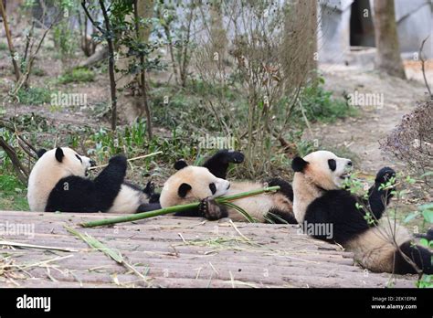 Giant Pandas Entertain Tourists Who Seize The Chance Travelling During