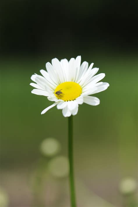 Free Images Flower Oxeye Daisy Flora Close Up Macro Photography