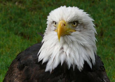 25 Most Beautiful Animals That Live In The Wild Laughtard