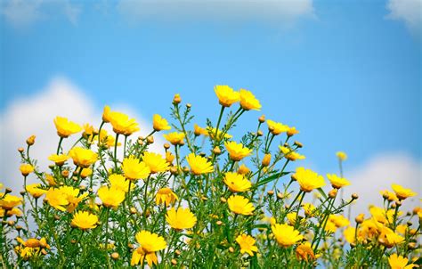 Wallpaper Field The Sky The Sun Spring Yellow Flowers Spring
