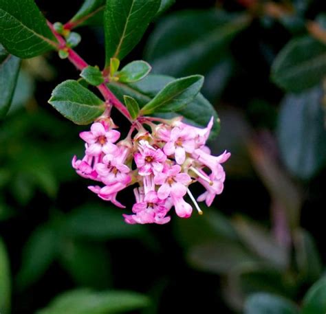 Escallonia Pink Princess For Sale Online By Alder And Oak Plants