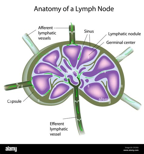 Structure Of A Lymph Node Stock Photo Alamy