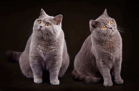 British Shorthair Ears Down 81021 Nama Untuk Kucing Comel Lucu Dan Unik