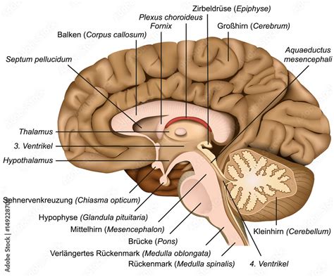 Querschnitt Durch Das Menschliche Gehirn Vektor Illustration Mit