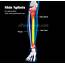 Shin Splints  Shinbone Pain & Treatment Brace
