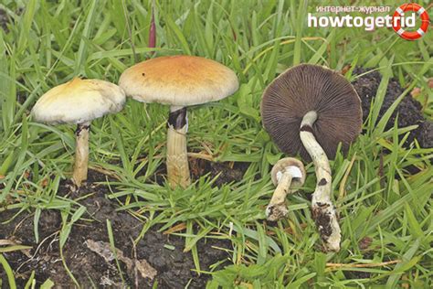 Псилоцибе кубенсис описание где растет ядовитость гриба