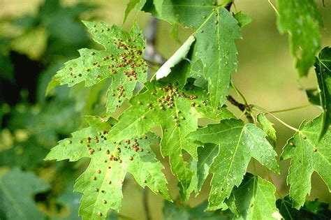 Lime trees are prone to infestations from certain diseases and pests. FACTTemplate