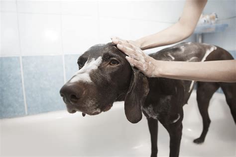 How Often Should You Wash Your Dog East Valley Animal Hospital