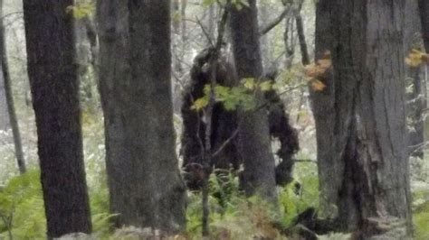 Bigfoot Does Exist Claim Sasquatch Genome Project Scientists After Five