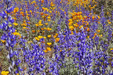 Arizona Wildflowers Regensburger Photography