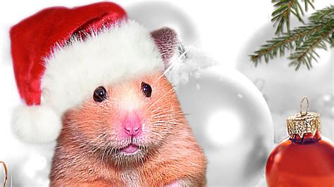 Cute Hamster Wallpaper 58 Images