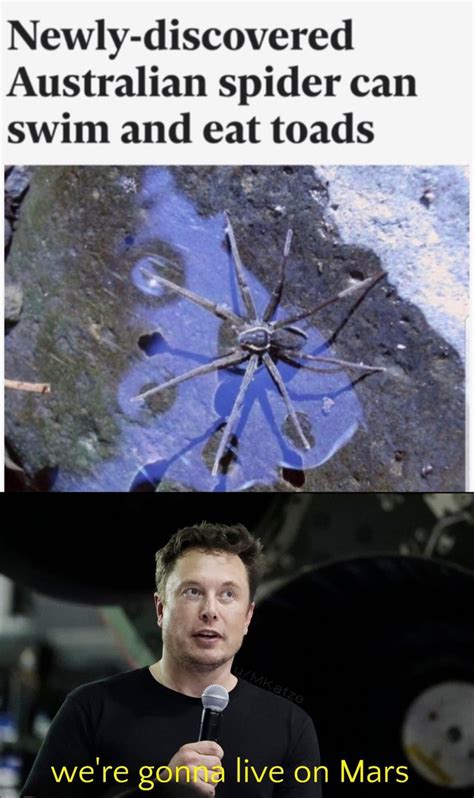 Newly Discovered Australian Spider Can Swim And Eat Toads Meme By
