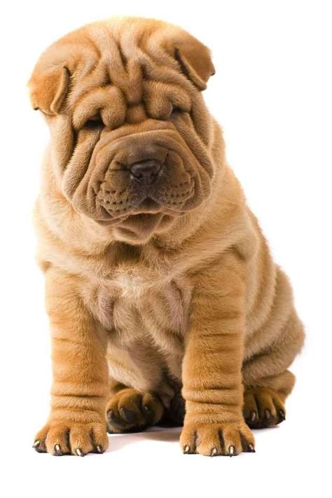 Refined And Dignified Wrinkly Dog Shar Pei Dog Shar Pei Puppies