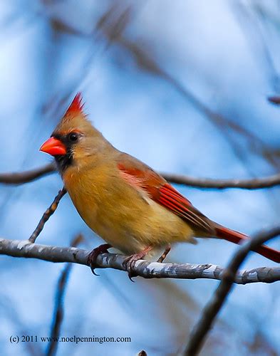 Female Cardinal Female Cardinal Along The Germantown Green Flickr