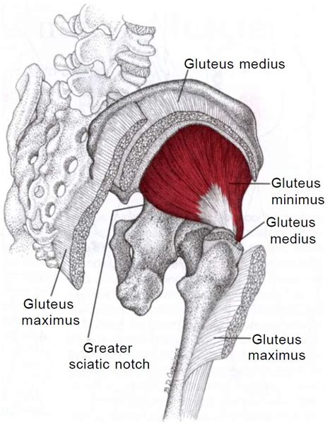 Gluteus Minimus Muscle Geelong Myotherapy And Wellness Centre