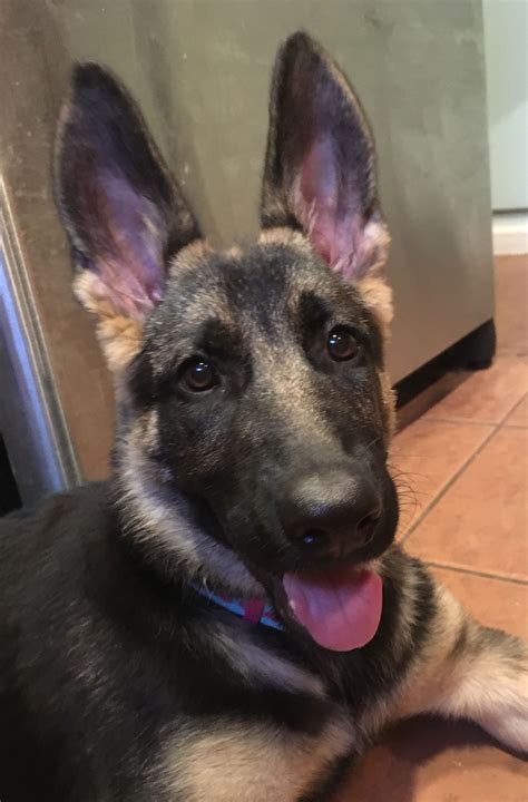 Pin On German Shepherds