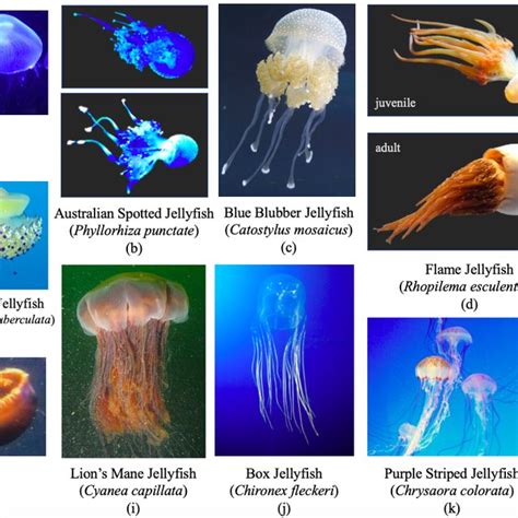 Anatomy Of A True Jellyfish Class Scyphozoa Courtesy Of The