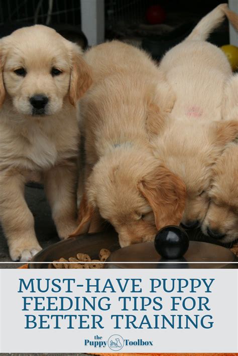 Must Have Puppy Feeding Tips For Better Training Puppies Puppy