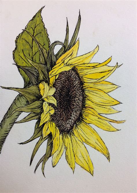 Watercolor And Ink Sunflower Art