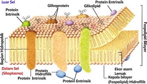 Fungsi Membran Sel Beserta Pengertian Sifat Dan Strukturnya
