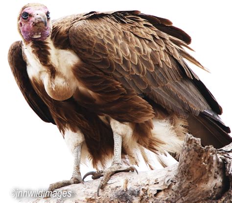 Hooded Vulture Jon Hardacre Nature Photography