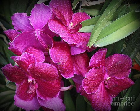 Orchids Lovely In Magenta Photograph By Dora Sofia Caputo Fine Art