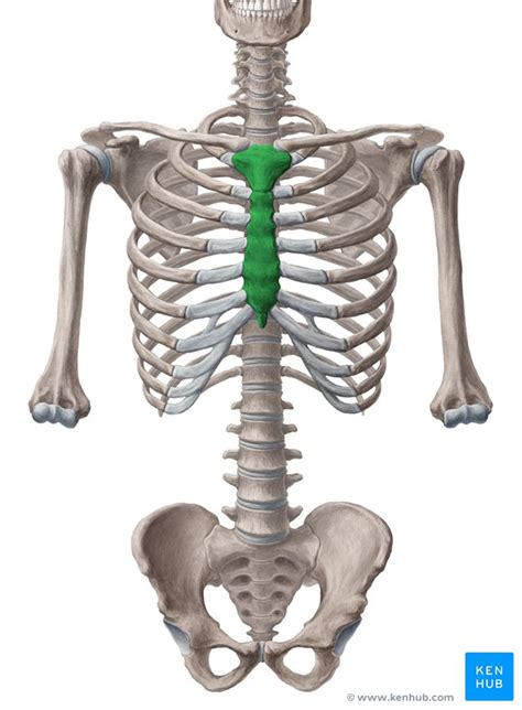 Structure Of Sternum Bone