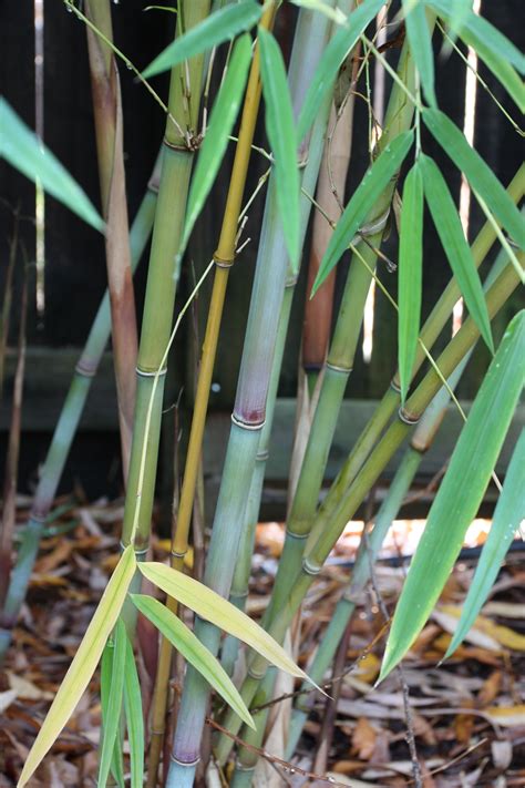 Teagues Blue Bamboo From Mad Man Bamboo Nursery