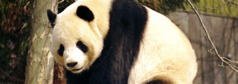 Global Eco Watch Two Giant Pandas Mate At Empty Hong Kong Zoo