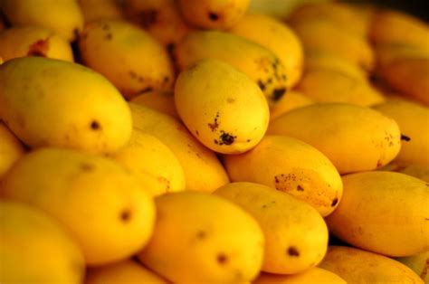 What Makes Mango The National Fruit Of The Philippines