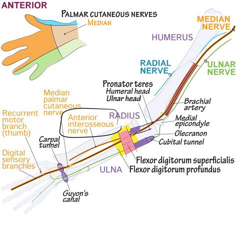 Anterior And Posterior Interosseous Nerve