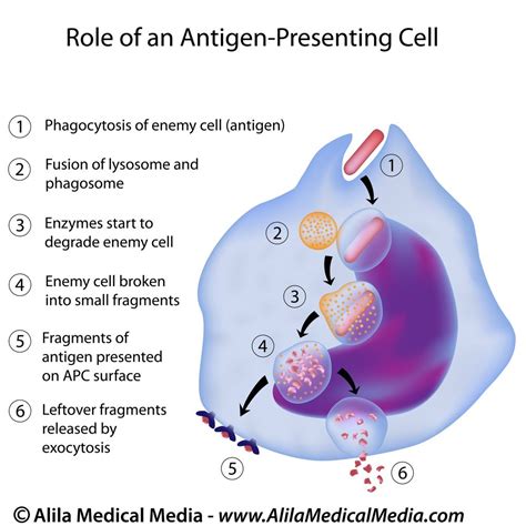 Phagocytes Yahoo Image Search Results Microbiology Study Antigen