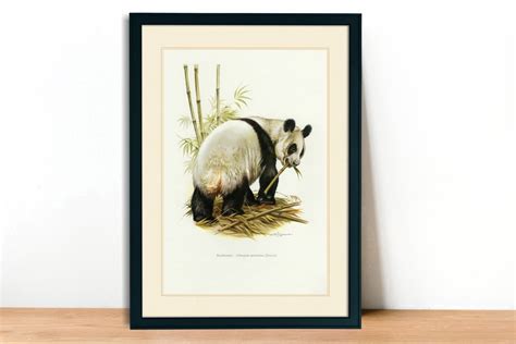 Giant Panda Or Panda Bear Vintage Art Print A4a3 Etsy