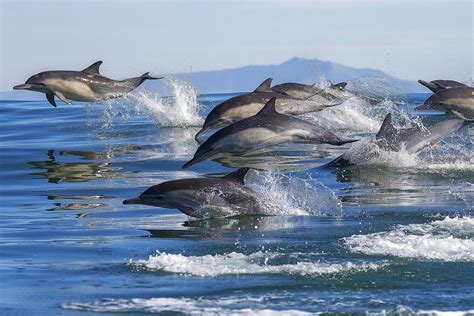 Wildlife And Sea Life That Live Off Californias Coast