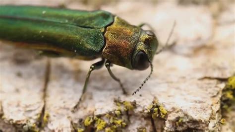 How To Treat Trees For Emerald Ash Borer Youtube