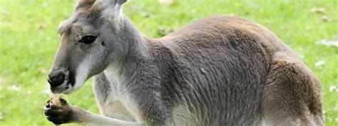 We did not find results for: Wilhelma - Zoologisch-Botanischer Garten Stuttgart ...