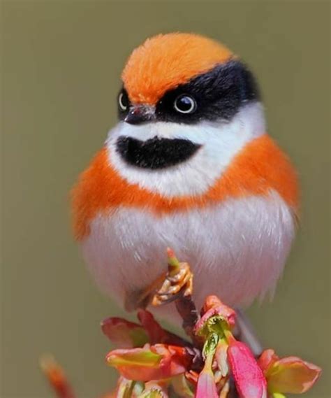 One Cute Little Bird 🐥 Beautiful Birds Pretty Birds Exotic Birds