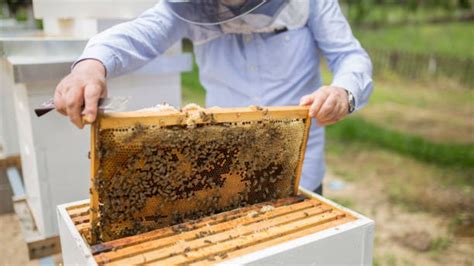 Una vez tenemos preparada la base del trabajo, solo nos falta hacer las bonitas abejas y unas flores. Cómo hacer una colmena paso a paso de forma fácil