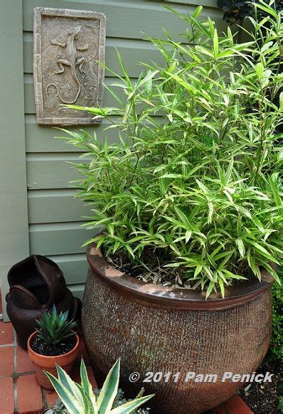 Bamboo garden,2430 us highway 27 suite 340, clermont, fl 34714,we serve food for dine in, take out,delivery. Potted bamboo for the deck | Bamboo planter, Bamboo in ...